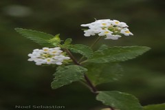 Lantana indica